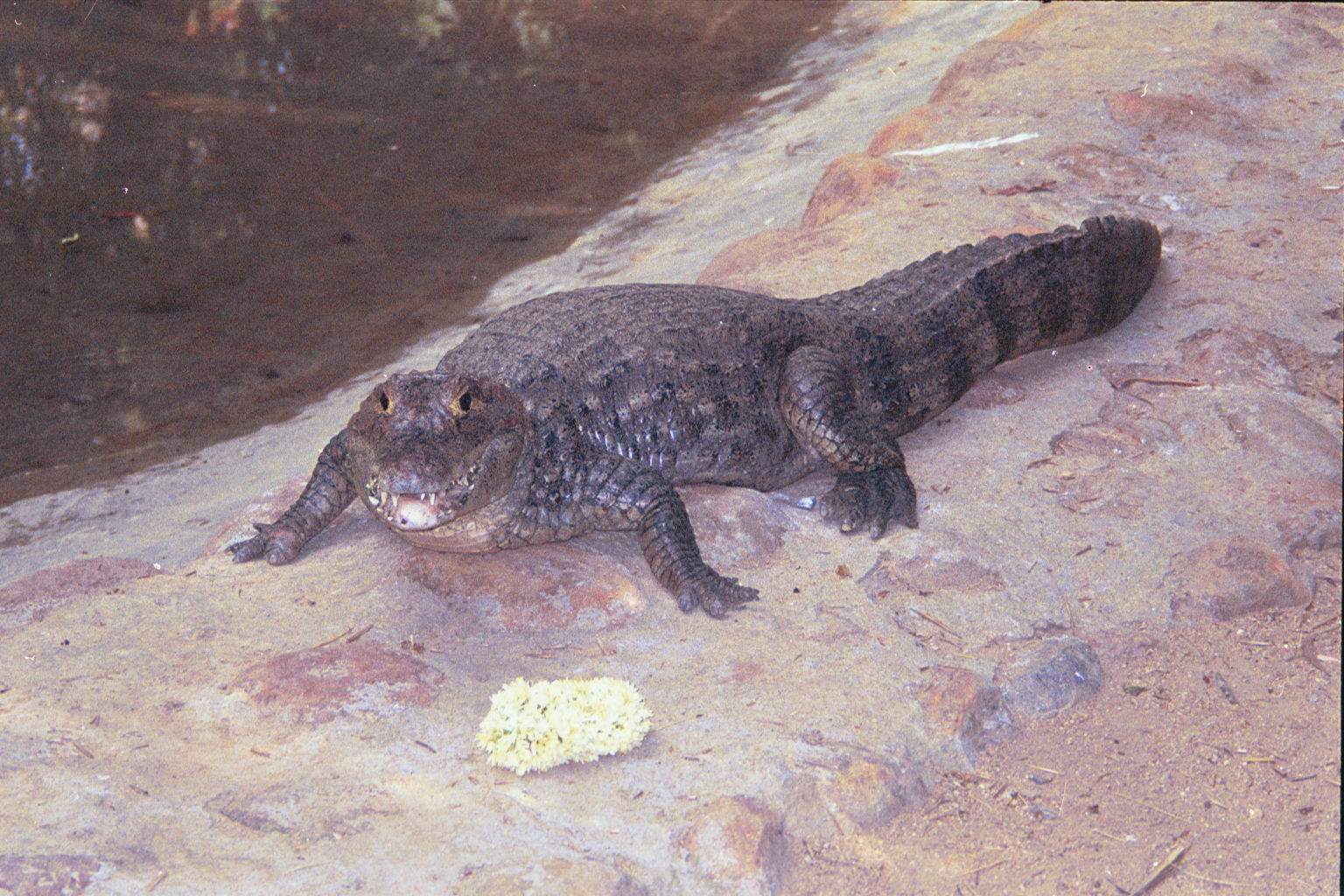 crocodile.jpg