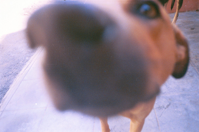 truffe.jpg
